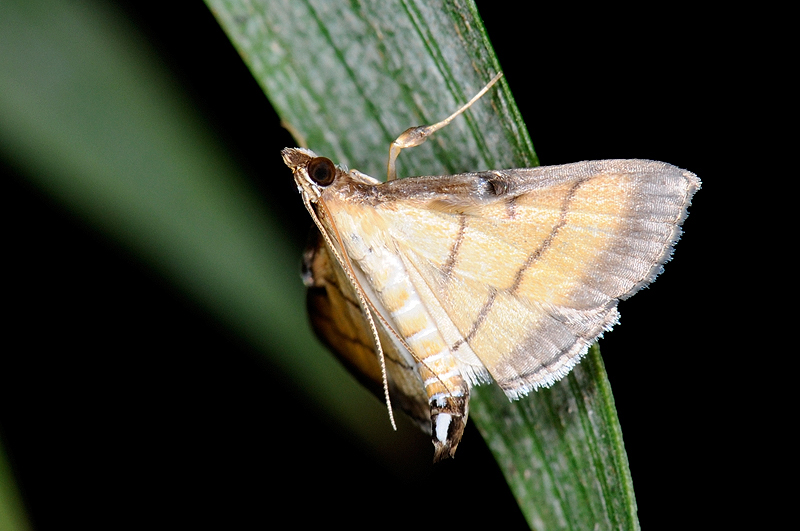 物種:Cnaphalocrocis medinalis 攝影:吳士緯